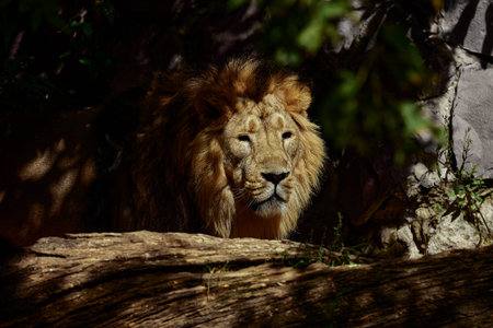 Sad lion in the zoo, Portrait of a lion in captivity.の写真素材