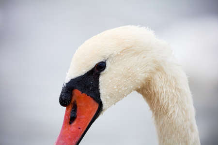 Portrait of beautiful Swan. Cygnus olor.の写真素材