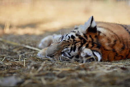 Little tiger cub playing. young Tiger.の写真素材