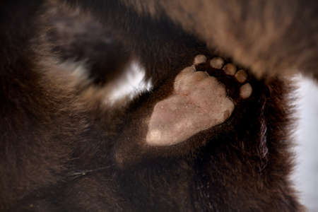 Small Paws of a Cub of Brown Bear.の写真素材