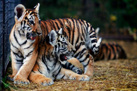 Little tiger cubs playing. young Tiger.の写真素材