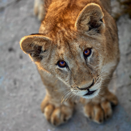 A little lion cub is playing. Portrait of a young lion.