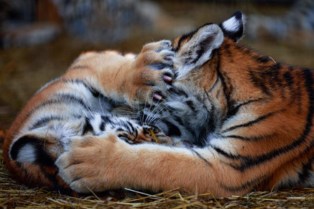 Little tiger cubs playing. young Tiger.