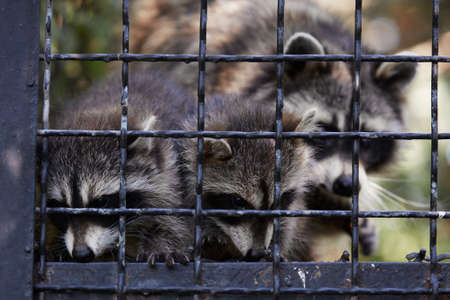 Raccoon cubs. Funny little raccoons in a cage, animals play and ask for food.の写真素材