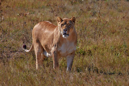 Lioness female (Panthera leo) profile view. lioness in the savanna.の写真素材