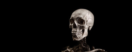 Skeleton of a man on a black background. A real human skeleton.の写真素材