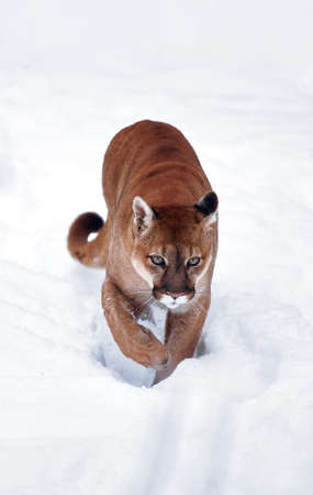 Puma in the winter woods, Mountain Lion look. Mountain lion hunts in a snowy forest. Wild cat on snow. Eyes of a predator stalking prey. Portrait of a big catの写真素材