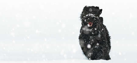 Happy black long-haired dog in the snow. Big dog is glad of the snow. A black dog in the snow. Russian black terrier walking in a snowy park. What happens if you walk your dog in winterの写真素材