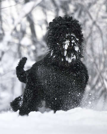 Happy black long-haired dog in the snow. The big dog is glad of the snow. A black dog in the snow. Russian black terrier walking in a snowy park. What happens if you walk your dog in winterの写真素材