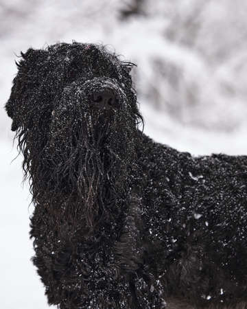 Happy black long-haired dog in the snow. The big dog is glad of the snow. A black dog in the snow. Russian black terrier walking in a snowy park. What happens if you walk your dog in winterの写真素材