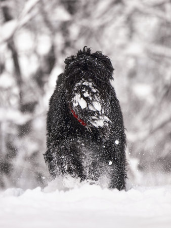 Happy black long-haired dog in the snow. The big dog is glad of the snow. A black dog in the snow. Russian black terrier walking in a snowy park. What happens if you walk your dog in winterの写真素材