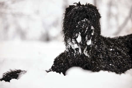 Happy black long-haired dog in the snow. The big dog is glad of the snow. A black dog in the snow. Russian black terrier walking in a snowy park. What happens if you walk your dog in winterの写真素材