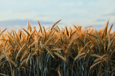Wheat in the rays of dawn. Ears of wheat ripen in the field. Wheat field, agriculture, agricultural background. Ecological clean food, food safety. Green wheat fields.の写真素材