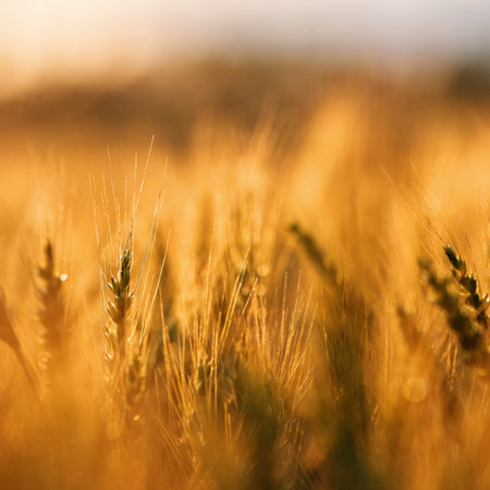 Wheat in the rays of dawn. Ears of wheat ripen in the field. Wheat field, agriculture, agricultural...