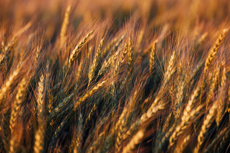 Wheat in the rays of dawn. Ears of wheat ripen in the field. Wheat field, agriculture, agricultural...