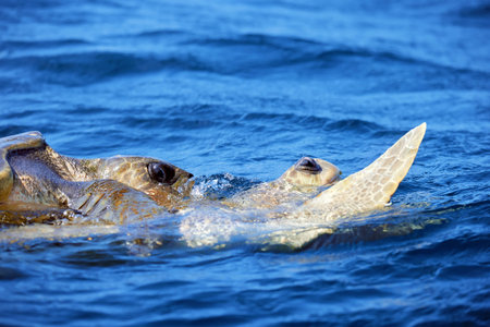 Mating of sea turtles in the open ocean. Olive ridley sea turtles or Lepidochelys olivacea during...