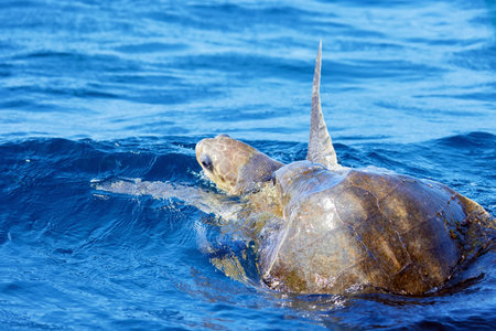 Mating of sea turtles in the open ocean. Olive ridley sea turtles or Lepidochelys olivacea during...
