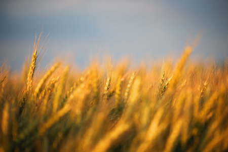 Wheat ears in the field, food background. Ears of wheat ripen in the field. Wheat field, agriculture, agricultural background. Ecological clean food, food safety.の写真素材