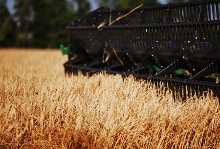 Agricultural combine harvester in the field during harvest ripe wheat. Combine working on a wheat field. Harvester during harvesting. Combine Harvester harvesting crops. Closeup of the harvesting toolの写真素材
