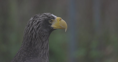 Stellers sea eagle Haliaeetus pelagicus . Wildlife animal. detail portrait of rare bird. Close-up...