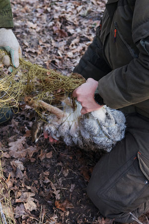 Unleashing the animal from the trap nets. Wild hare caught in a trap net. Hare trapping for relocation. Resettlement of hunting resourcesの写真素材