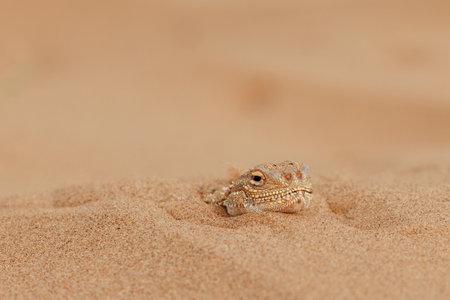 Toad-headed agama Phrynocephalus mystaceus, burrows into the sand in its natural environment. A living dragon of the desert Close up. incredible desert lizardの写真素材