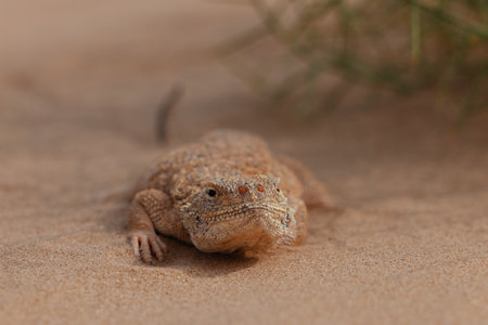 Toad-headed agama, Phrynocephalus mystaceus. Calm desert roundhead lizard on the sand in its natural environment. A living dragon of the desert Close up. incredible desert lizardの写真素材