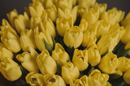 yellow tulip on gray backgroundの写真素材