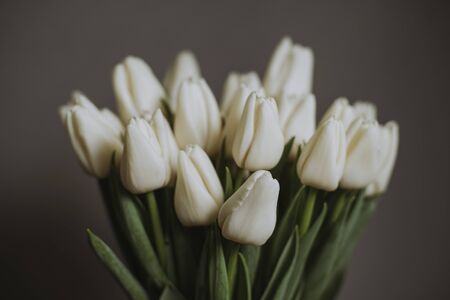 white tulip on gray backgroundの写真素材