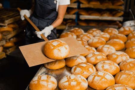 Baker holds fresh bread on a wooden shovel in a bakery closeup. Industrial bread productionの写真素材