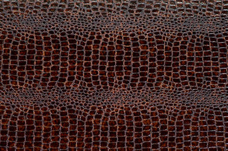 The texture of crocodile skin, crocodile skin imitation.の写真素材
