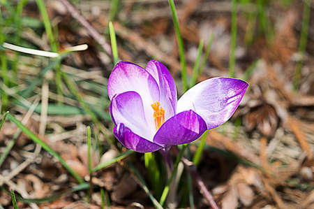 Violet crocus flowers bloom in the flowerbed.の写真素材