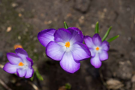 Violet crocus flowers bloom in the flowerbed.の写真素材