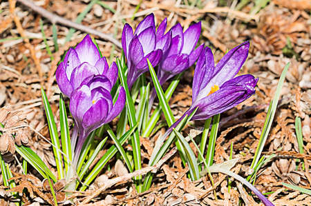 Violet crocus flowers bloom in the flowerbed.の写真素材