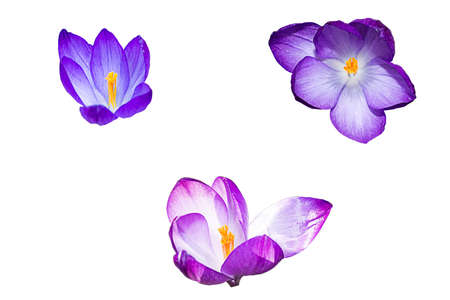 Violet crocus blossoms isolated on white background.の写真素材