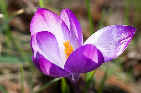 Violet crocus flowers bloom in the flowerbed.