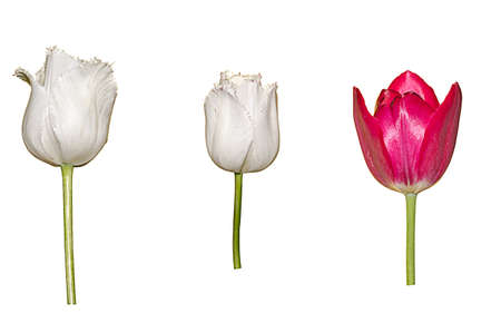 Collection of different tulips isolated over white backgroundの写真素材