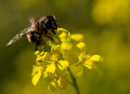 Bee on a yellow rape flower. Macro photo with shallow depth of fieldの写真素材