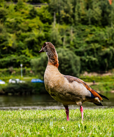 Egyptian goose walking on the green grass by the lake in summerの写真素材