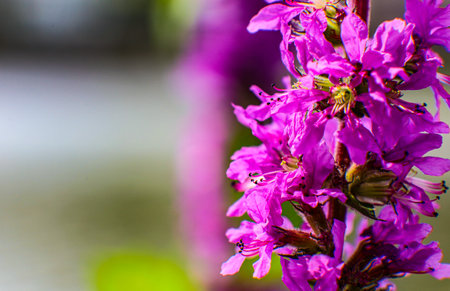 Purple loosestrife (Lythrum salicaria) flowersの写真素材
