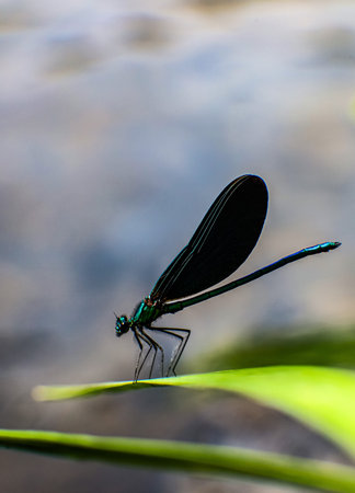 Dragonfly on a leaf in the rainforest of Costa Rica.
