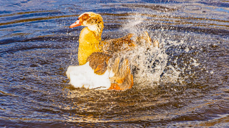 water, animal, nature, swimming, mammal, bird, river, wildlife, lake, wild, swim, blue, aquatic, summer, duck, beach, waveの写真素材