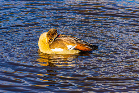 Egyptian goose swimming in the lakeの写真素材