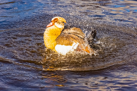 Egyptian goose swimming in the lakeの写真素材