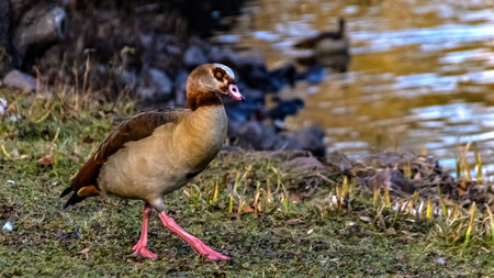 An Egyptian goose walks near a lake in early springの写真素材