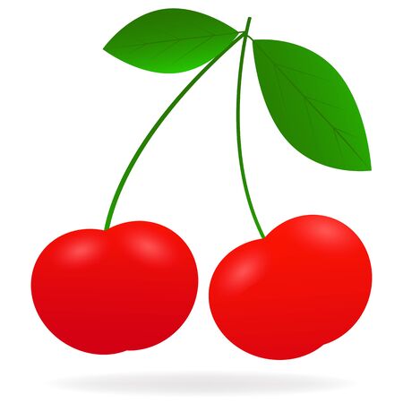 Vector drawing of realistic, bright, juicy berries cherryのイラスト素材