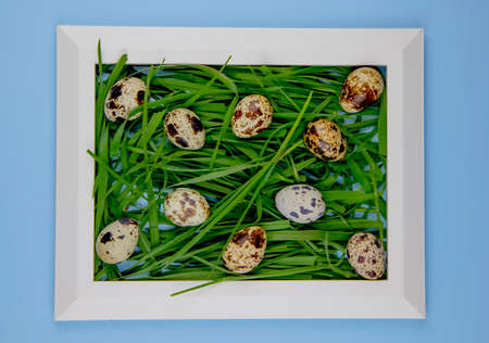 Top view of creative easter card in white frame with quail eggs and green grass on blue background.の写真素材
