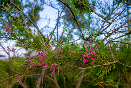 Tamarix blooming with pink flowers against the background of green branches and blue sky in a summer...