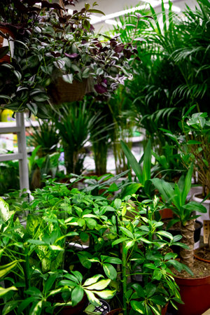 Seedlings of trees, shrubs and evergreens in a plant store or nursery. Sale of young plants for the interior of the house.の写真素材