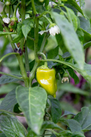Selective focus on the fruits of green pepper growing on a bush in a greenhouse. The concept of seasonal vegetables, the benefits of vegan dishesの写真素材